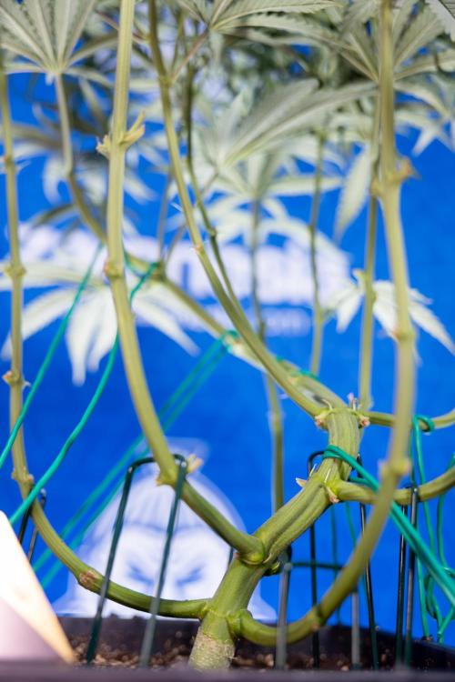 Karen Kush Auto II - Zamnesia x B&B. Week 4 - Karen Kush II Automatic - LST - Week 4/5