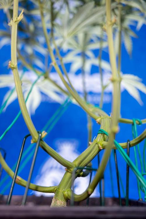 Karen Kush Auto II - Zamnesia x B&B. Week 4 - Karen Kush II Automatic - LST - Week 4/5