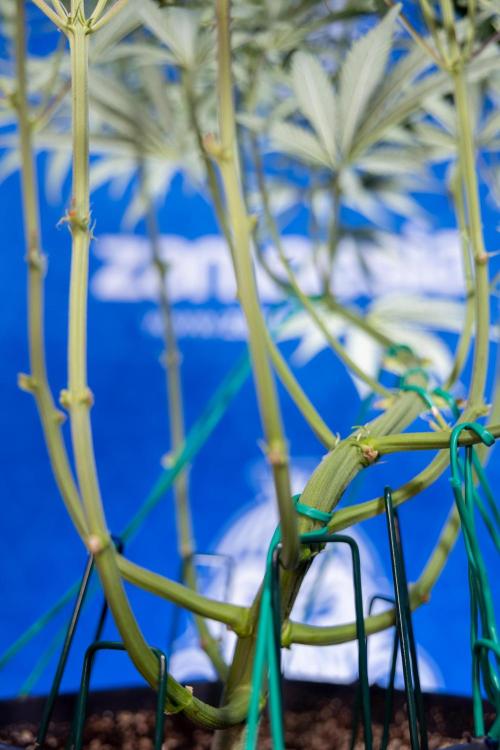 Karen Kush Auto II - Zamnesia x B&B. Week 4 - Karen Kush II Automatic - LST - Week 4/5