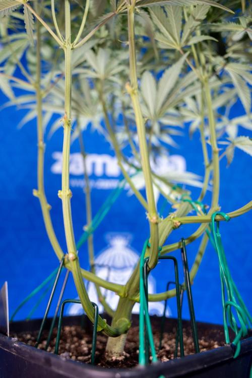 Karen Kush Auto II - Zamnesia x B&B. Week 4 - Karen Kush II Automatic - LST - Week 4/5