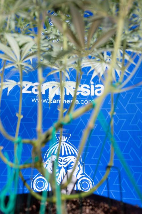 Karen Kush Auto II - Zamnesia x B&B. Week 4 - Karen Kush II Automatic - LST - Week 4/5