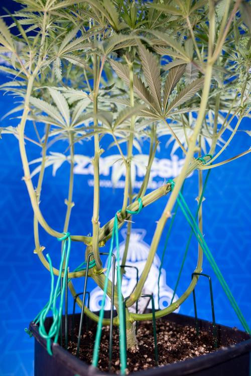 Karen Kush Auto II - Zamnesia x B&B. Week 4 - Karen Kush II Automatic - LST - Week 4/5