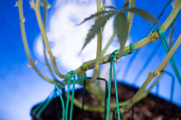 Karen Kush Auto II - Zamnesia x B&B. Week 4 - Karen Kush II Automatic - LST - Week 4/5