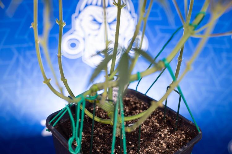 Karen Kush Auto II - Zamnesia x B&B. Week 4 - Karen Kush II Automatic - LST - Week 4/5