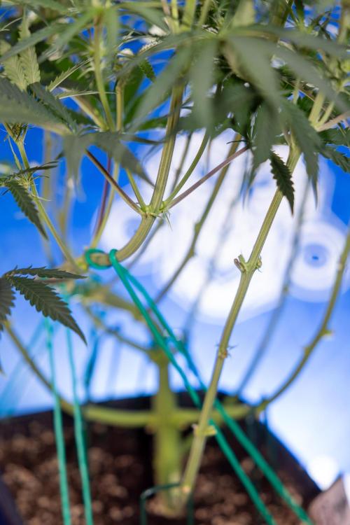 Karen Kush Auto II - Zamnesia x B&B. Week 4 - Karen Kush II Automatic - LST - Week 4/5