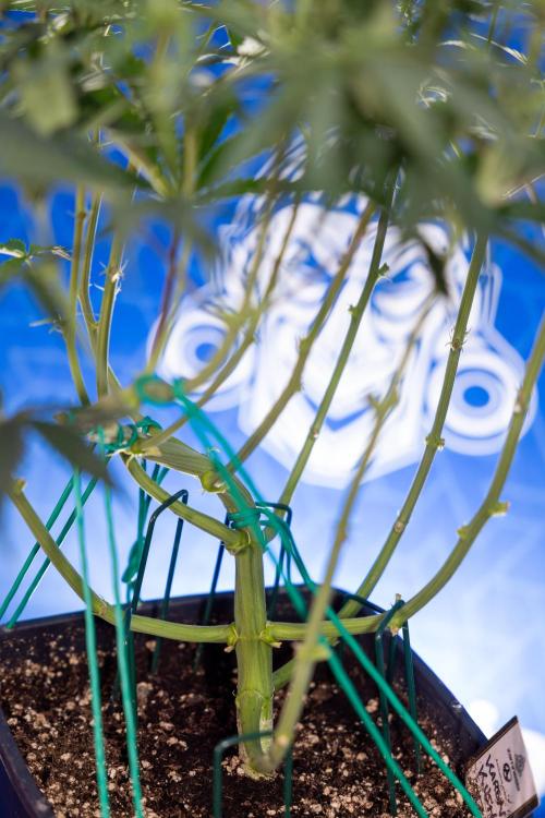 Karen Kush Auto II - Zamnesia x B&B. Week 4 - Karen Kush II Automatic - LST - Week 4/5