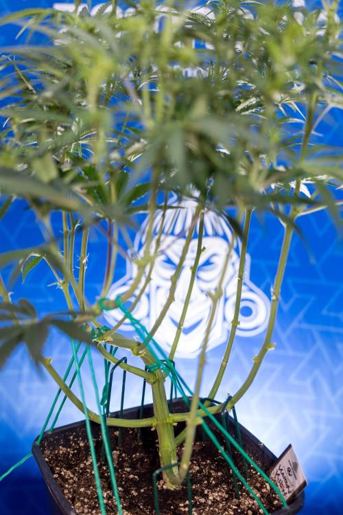 Karen Kush Auto II - Zamnesia x B&B. Week 4 - Karen Kush II Automatic - LST - Week 4/5