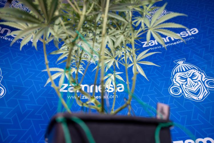 Karen Kush Auto II - Zamnesia x B&B. Week 4 - Karen Kush II Automatic - LST - Week 4/5