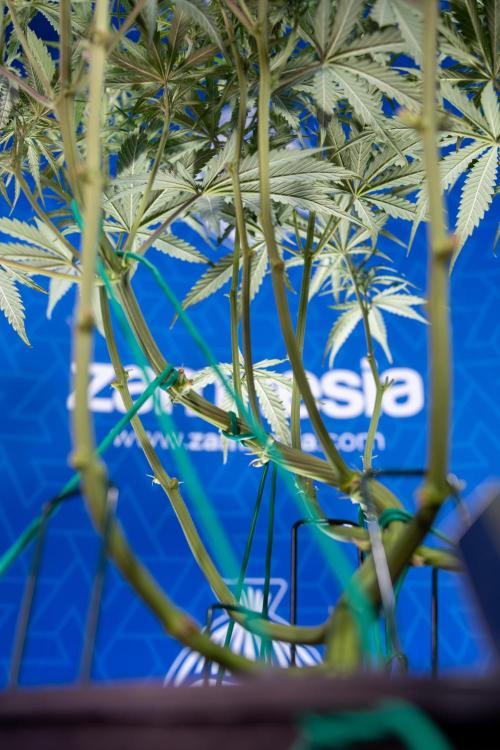 Karen Kush Auto II - Zamnesia x B&B. Week 4 - Karen Kush II Automatic - LST - Week 4/5