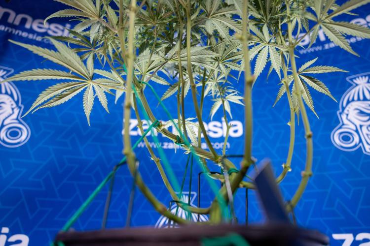 Karen Kush Auto II - Zamnesia x B&B. Week 4 - Karen Kush II Automatic - LST - Week 4/5