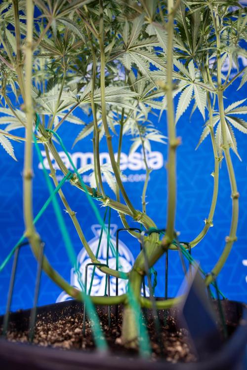 Karen Kush Auto II - Zamnesia x B&B. Week 4 - Karen Kush II Automatic - LST - Week 4/5