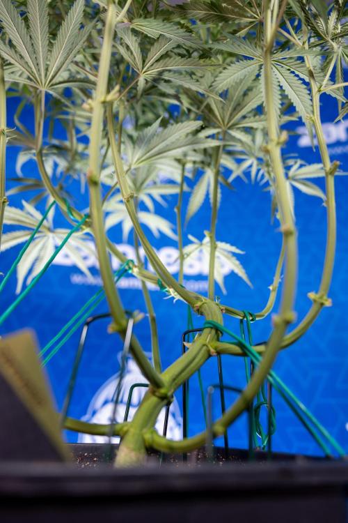 Karen Kush Auto II - Zamnesia x B&B. Week 4 - Karen Kush II Automatic - LST - Week 4/5