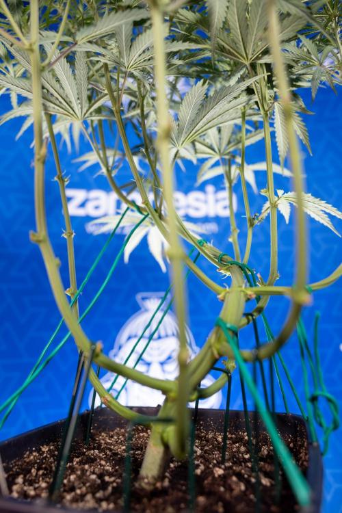 Karen Kush Auto II - Zamnesia x B&B. Week 4 - Karen Kush II Automatic - LST - Week 4/5