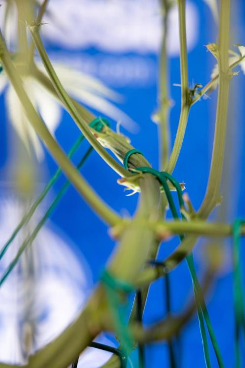 Karen Kush Auto II - Zamnesia x B&B. Week 4 - Karen Kush II Automatic - LST - Week 4/5