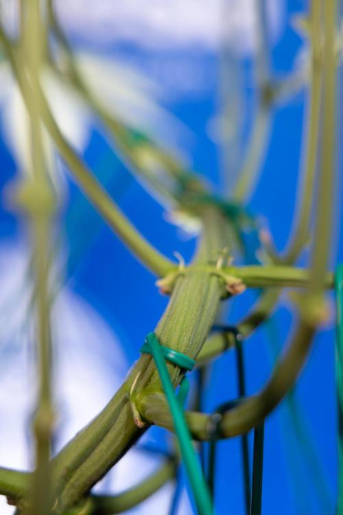 Karen Kush Auto II - Zamnesia x B&B. Week 4 - Karen Kush II Automatic - LST - Week 4/5