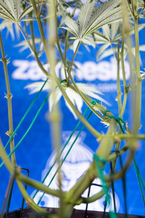 Karen Kush Auto II - Zamnesia x B&B. Week 4 - Karen Kush II Automatic - LST - Week 4/5