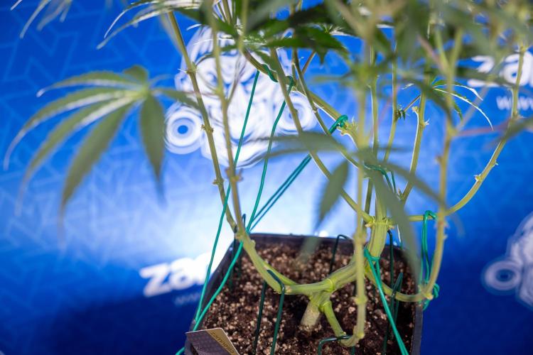 Karen Kush Auto II - Zamnesia x B&B. Week 4 - Karen Kush II Automatic - LST - Week 4/5