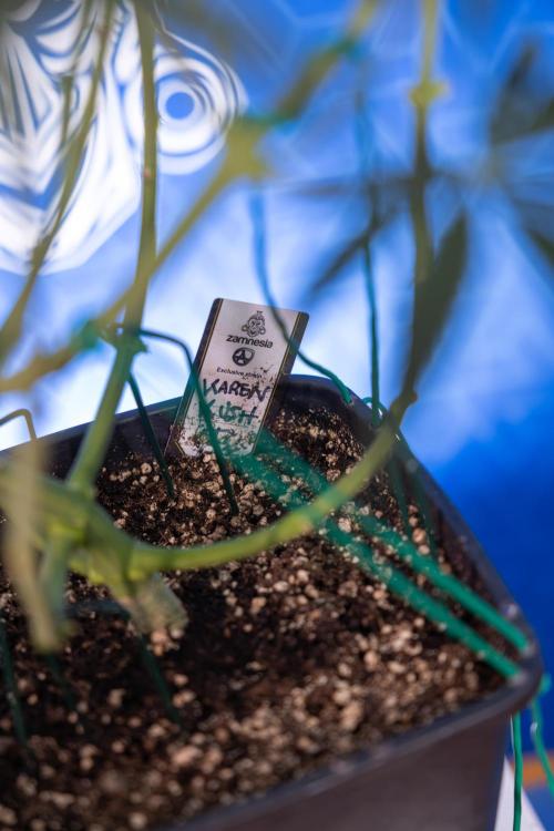 Karen Kush Auto II - Zamnesia x B&B. Week 4 - Karen Kush II Automatic - LST - Week 4/5