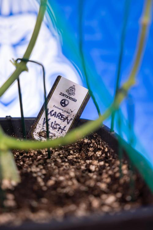 Karen Kush Auto II - Zamnesia x B&B. Week 4 - Karen Kush II Automatic - LST - Week 4/5