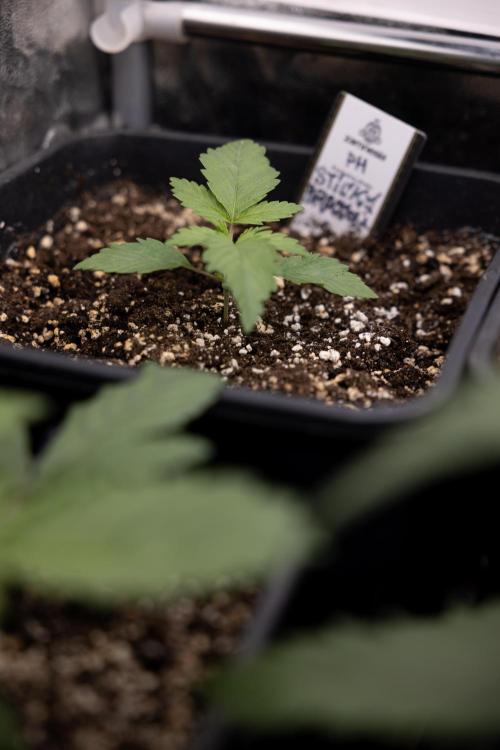 Sticky Broccoli - Zamnesia x B&B. Week 2 - Sticky Broccoli - Week 2 - VEG