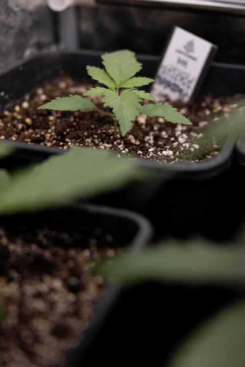 Sticky Broccoli - Zamnesia x B&B. Week 2 - Sticky Broccoli - Week 2 - VEG