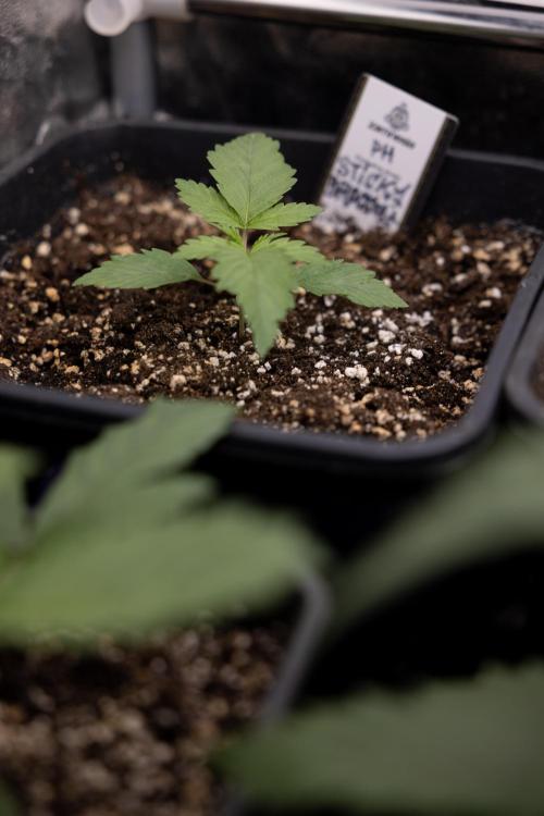 Sticky Broccoli - Zamnesia x B&B. Week 2 - Sticky Broccoli - Week 2 - VEG