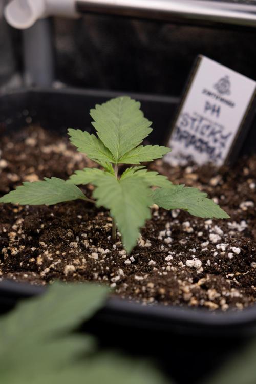 Sticky Broccoli - Zamnesia x B&B. Week 2 - Sticky Broccoli - Week 2 - VEG