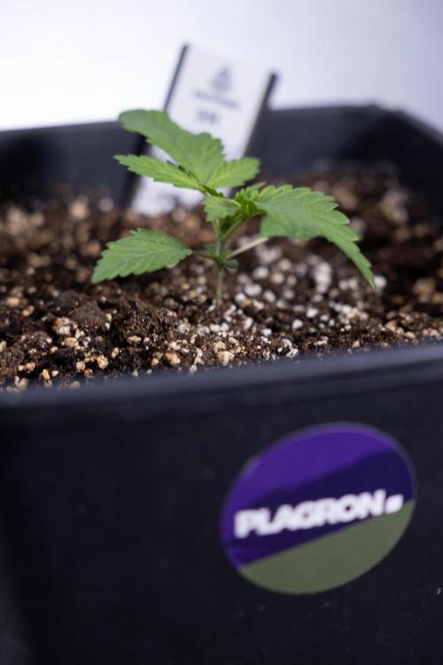 Sticky Broccoli - Zamnesia x B&B. Week 2 - Sticky Broccoli - Week 2 - VEG