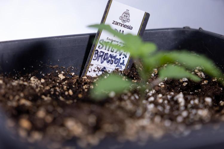 Sticky Broccoli - Zamnesia x B&B. Week 2 - Sticky Broccoli - Week 2 - VEG