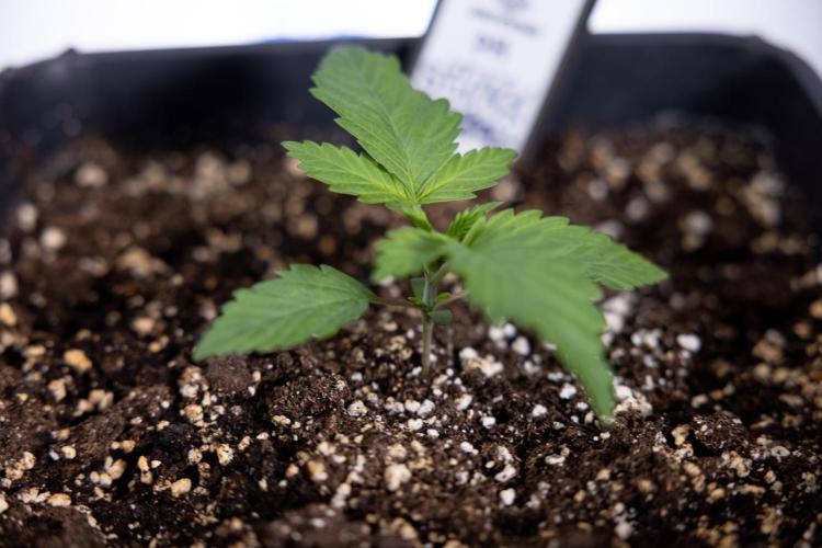 Sticky Broccoli - Zamnesia x B&B. Week 2 - Sticky Broccoli - Week 2 - VEG