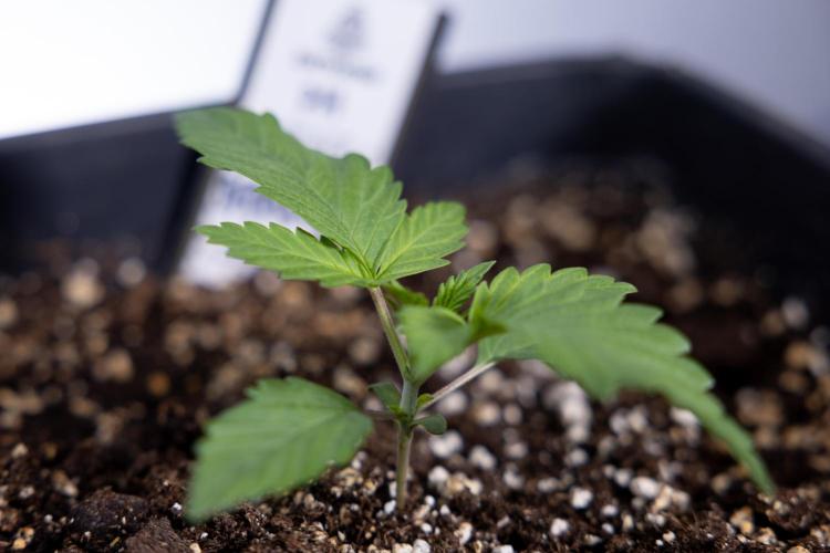 Sticky Broccoli - Zamnesia x B&B. Week 2 - Sticky Broccoli - Week 2 - VEG