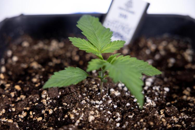 Sticky Broccoli - Zamnesia x B&B. Week 2 - Sticky Broccoli - Week 2 - VEG