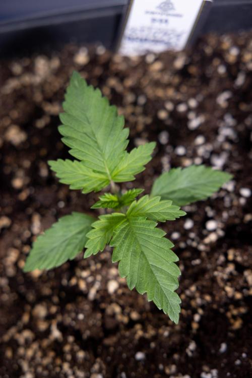 Sticky Broccoli - Zamnesia x B&B. Week 2 - Sticky Broccoli - Week 2 - VEG