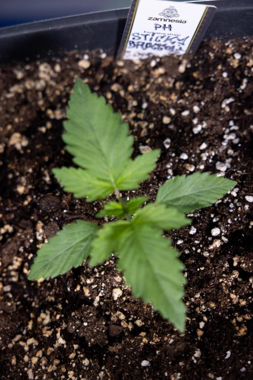 Sticky Broccoli - Zamnesia x B&B. Week 2 - Sticky Broccoli - Week 2 - VEG