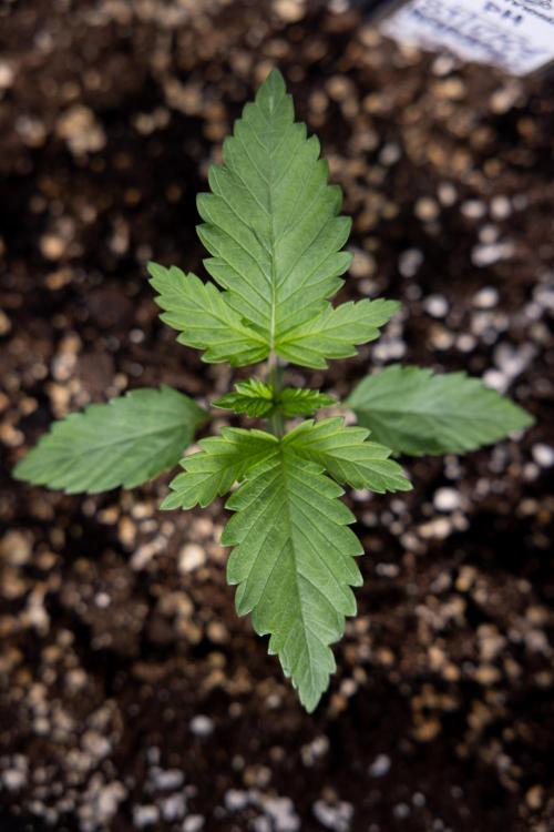 Sticky Broccoli - Zamnesia x B&B. Week 2 - Sticky Broccoli - Week 2 - VEG