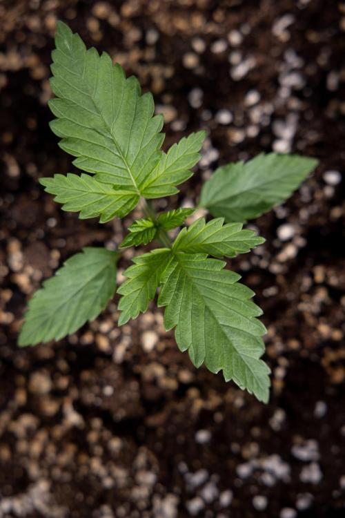 Sticky Broccoli - Zamnesia x B&B. Week 2 - Sticky Broccoli - Week 2 - VEG