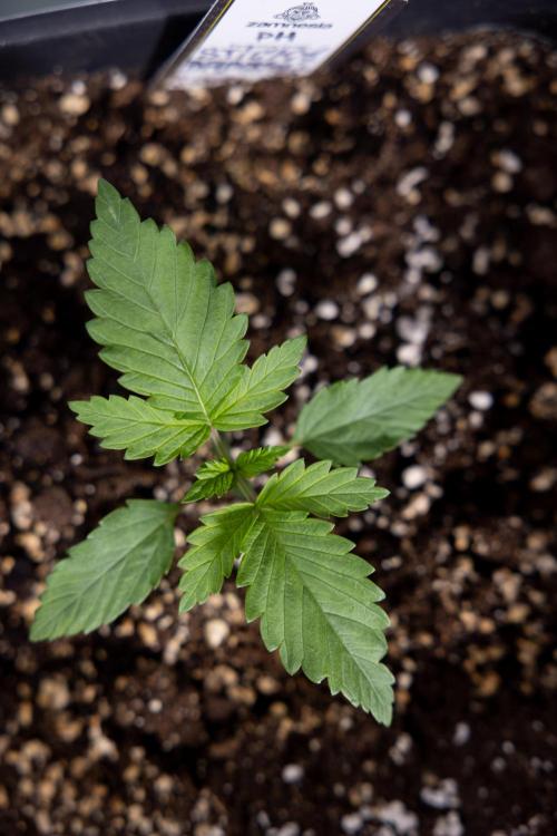 Sticky Broccoli - Zamnesia x B&B. Week 2 - Sticky Broccoli - Week 2 - VEG