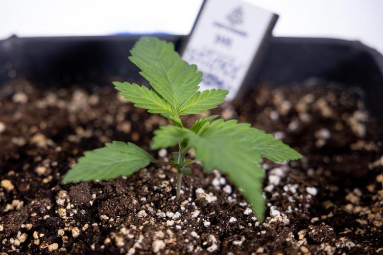 Sticky Broccoli - Zamnesia x B&B. Week 2 - Sticky Broccoli - Week 2 - VEG