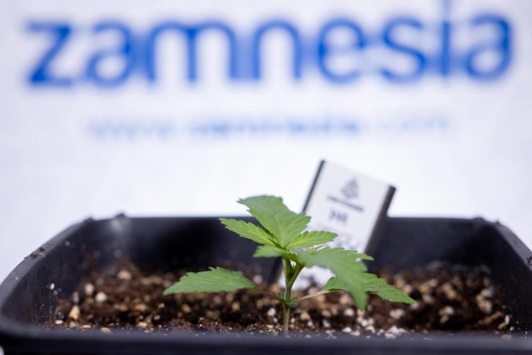 Sticky Broccoli - Zamnesia x B&B. Week 2 - Sticky Broccoli - Week 2 - VEG