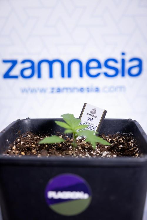 Sticky Broccoli - Zamnesia x B&B. Week 2 - Sticky Broccoli - Week 2 - VEG