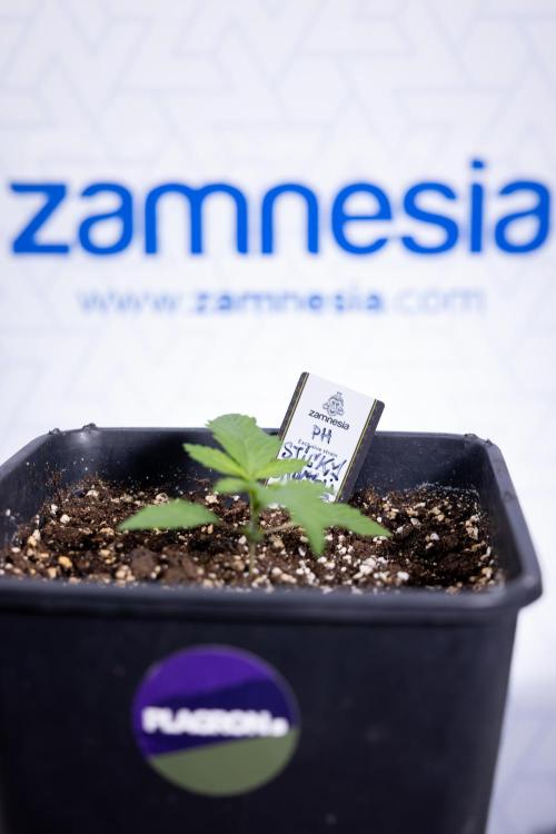 Sticky Broccoli - Zamnesia x B&B. Week 2 - Sticky Broccoli - Week 2 - VEG