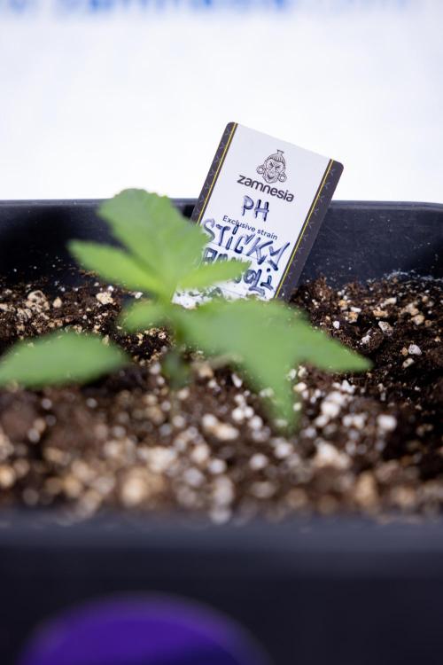 Sticky Broccoli - Zamnesia x B&B. Week 2 - Sticky Broccoli - Week 2 - VEG