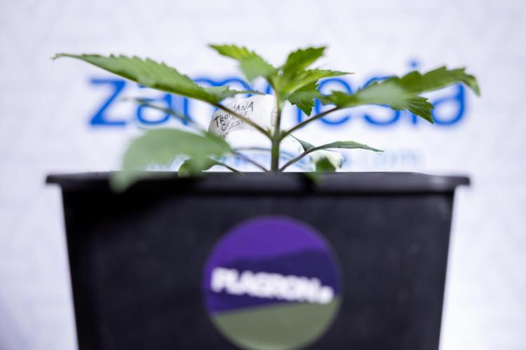 Tropicana Cookies #2 - Zamnesia x B&B. Week 2 - Tropicana Cookies 2 - VEG - Week 2/3