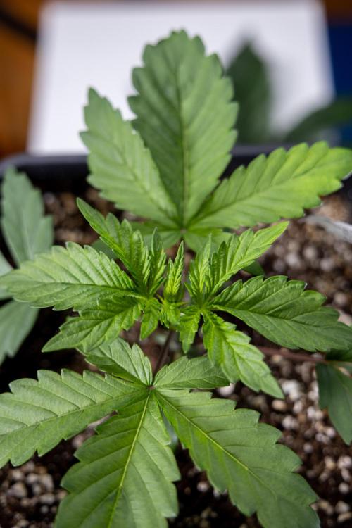 Tropicana Cookies #2 - Zamnesia x B&B. Week 2 - Tropicana Cookies 2 - VEG - Week 2/3