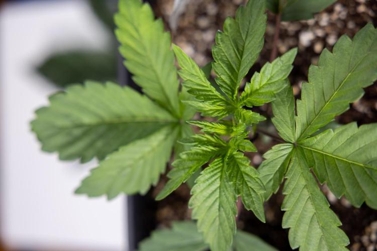 Tropicana Cookies #2 - Zamnesia x B&B. Week 2 - Tropicana Cookies 2 - VEG - Week 2/3