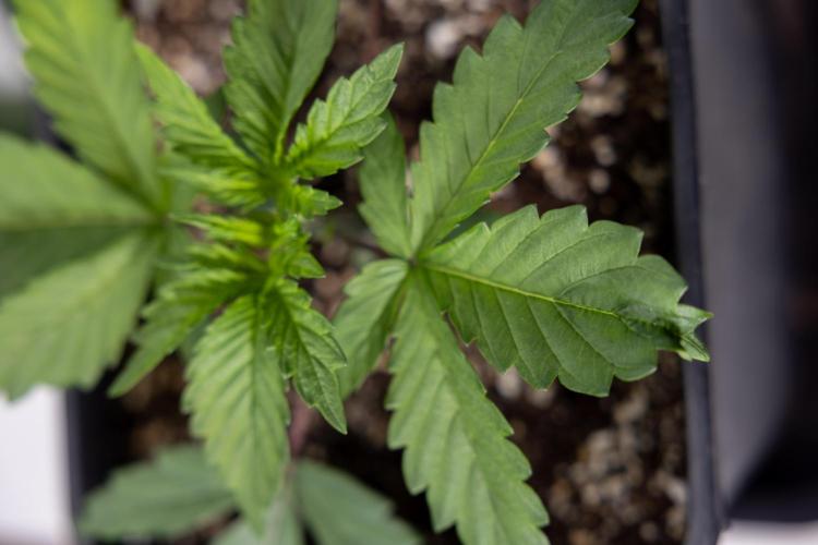 Tropicana Cookies #2 - Zamnesia x B&B. Week 2 - Tropicana Cookies 2 - VEG - Week 2/3