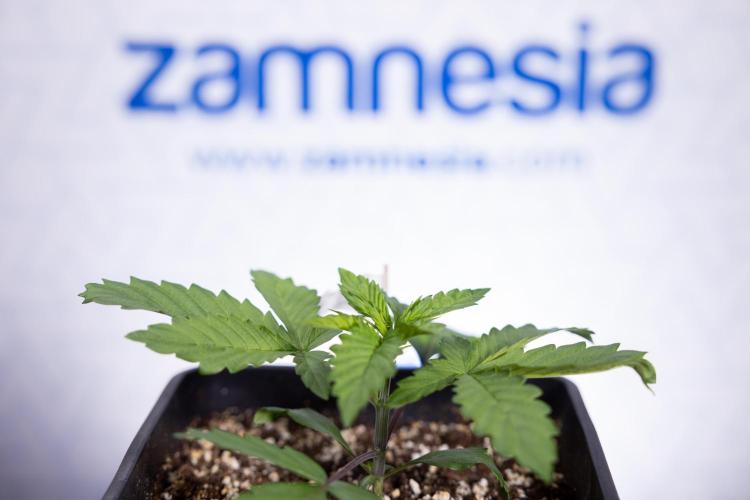 Tropicana Cookies #2 - Zamnesia x B&B. Week 2 - Tropicana Cookies 2 - VEG - Week 2/3