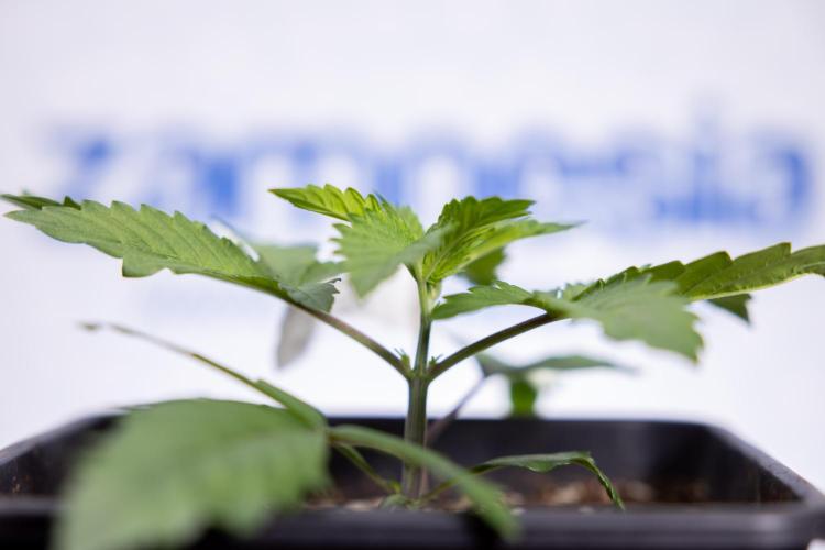 Tropicana Cookies #2 - Zamnesia x B&B. Week 2 - Tropicana Cookies 2 - VEG - Week 2/3