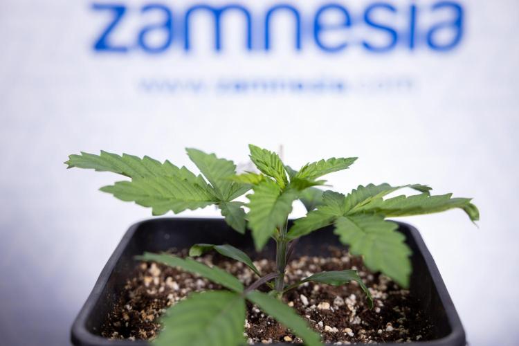 Tropicana Cookies #2 - Zamnesia x B&B. Week 2 - Tropicana Cookies 2 - VEG - Week 2/3