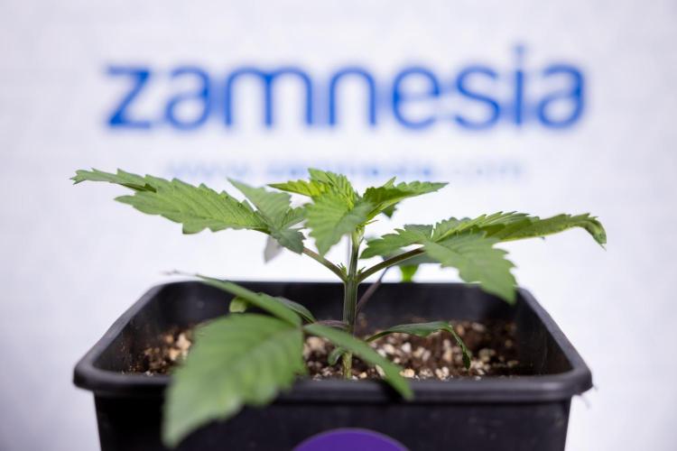 Tropicana Cookies #2 - Zamnesia x B&B. Week 2 - Tropicana Cookies 2 - VEG - Week 2/3